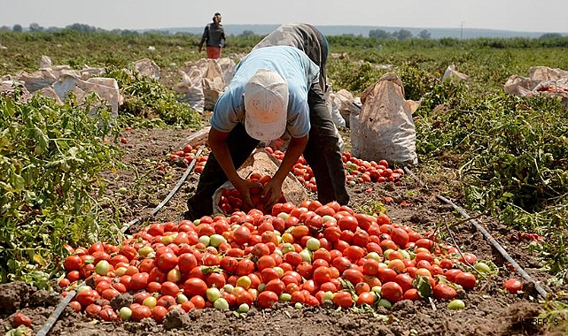 Sındırgı'da Salçalık Domates Hasadı Ve Alımlar Başladı - Sındırgı - Haber S Balıkesir Son Dakika